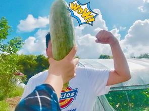 2020年吃瓜网红,网络风云变幻,谁主沉浮? 第2张 2020年吃瓜网红,网络风云变幻,谁主沉浮? 第2张